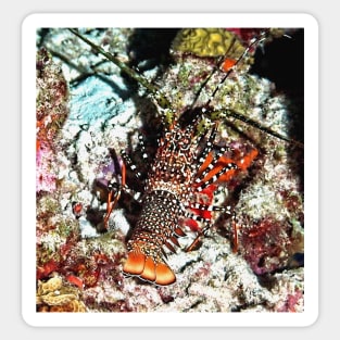 Caribbean Spotted Spiny Lobster at Night Sticker